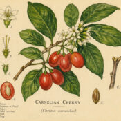Carnelian Cherry: A Sacred Plant in Paganism and Witchcraft