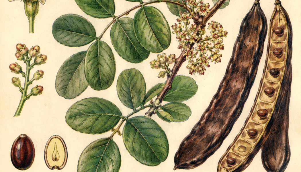 Carob and Its Place in Witchcraft