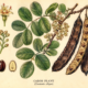 Carob and Its Place in Witchcraft