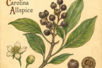 Carolina Allspice: A Fragrant Ally in Paganism and Witchcraft
