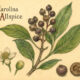 Carolina Allspice: A Fragrant Ally in Paganism and Witchcraft