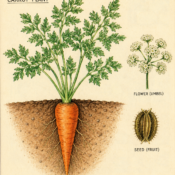 Carrot and Its Place in Witchcraft