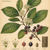 Cascara and Its Place in Witchcraft