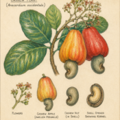 Cashew and Its Place in Witchcraft
