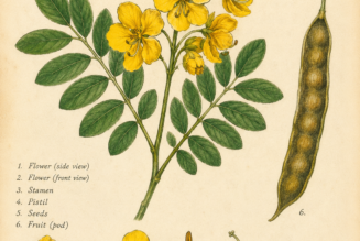 Cassia and Its Place in Witchcraft