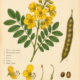 Cassia and Its Place in Witchcraft