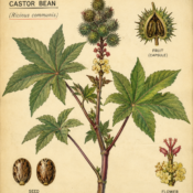 Castor Bean and Its Place in Witchcraft