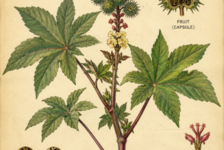 Castor Bean and Its Place in Witchcraft