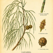 Casuarina and Its Place in Paganism & Witchcraft