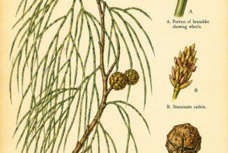 Casuarina and Its Place in Paganism & Witchcraft