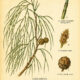 Casuarina and Its Place in Paganism & Witchcraft