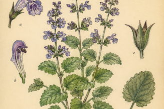 Catmint and Its Place in Witchcraft