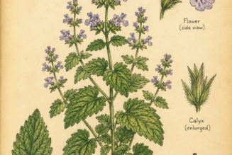 Catnip and Its Place in Witchcraft