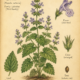 Catnip and Its Place in Witchcraft