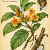 Cat’s Claw: A Sacred Vine in Paganism and Witchcraft