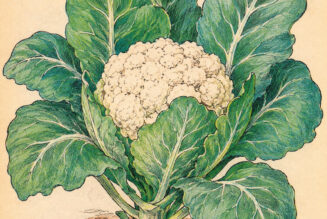 Cauliflower and Its Place in Paganism & Witchcraft