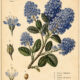 Ceanothus: The Sacred Blue Blossom in Paganism and Witchcraft