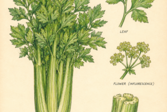 Celery and Its Place in Witchcraft