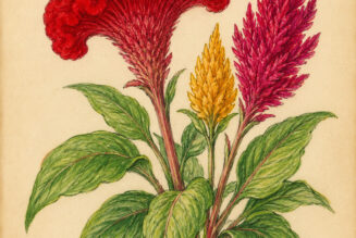 Celosia: A Sacred Flame in Paganism and Witchcraft