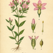 Centaury and Its Place in Witchcraft