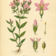 Centaury and Its Place in Witchcraft