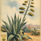 The Century Plant and Its Place in Paganism & Witchcraft