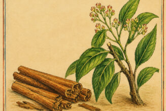Ceylon Cinnamon: A Sacred Spice in Paganism and Witchcraft