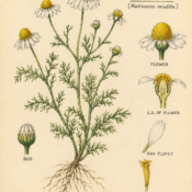 Chamomile and Its Place in Witchcraft