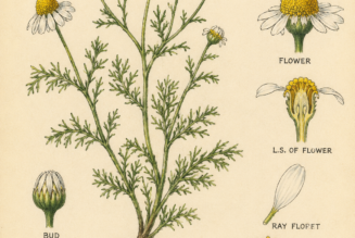 Chamomile and Its Place in Witchcraft