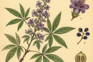 The Chaste Tree and Its Place in Paganism & Witchcraft