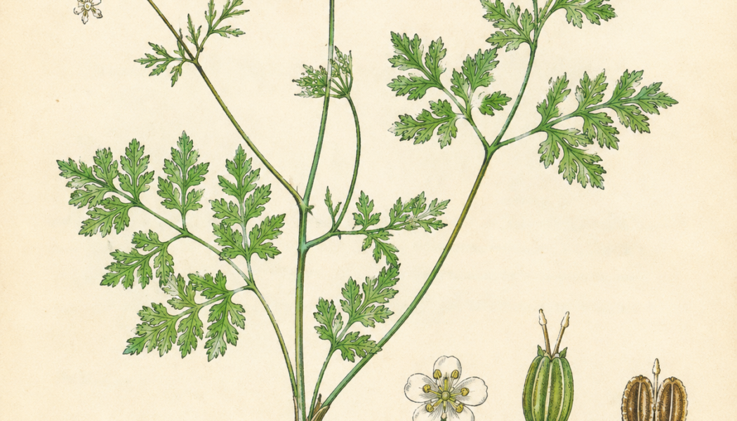 Chervil and Its Place in Witchcraft