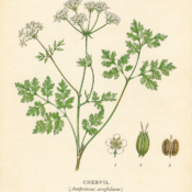 Chervil and Its Place in Witchcraft