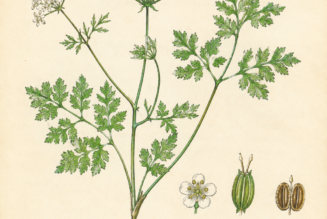 Chervil and Its Place in Witchcraft