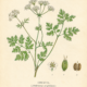 Chervil and Its Place in Witchcraft