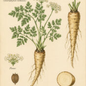 Chervil Root and Its Place in Paganism & Witchcraft