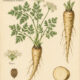 Chervil Root and Its Place in Paganism & Witchcraft