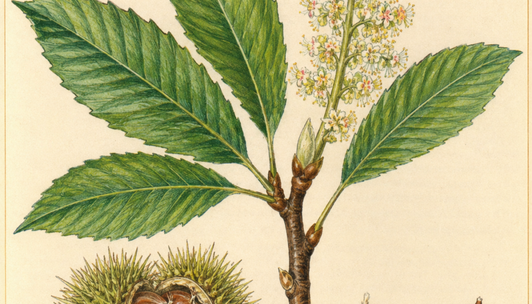 Chestnut and Its Place in Witchcraft