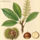 Chestnut and Its Place in Witchcraft