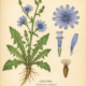 Chicory and Its Place in Witchcraft