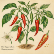Chili Pepper and Its Place in Witchcraft