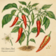 Chili Pepper and Its Place in Witchcraft