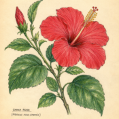 China Rose and Its Place in Witchcraft