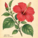 China Rose and Its Place in Witchcraft