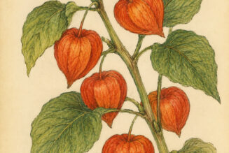 Chinese Lantern and Its Place in Witchcraft