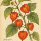 Chinese Lantern and Its Place in Witchcraft