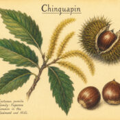 Chinquapin and Its Place in Paganism & Witchcraft