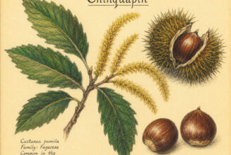 Chinquapin and Its Place in Paganism & Witchcraft