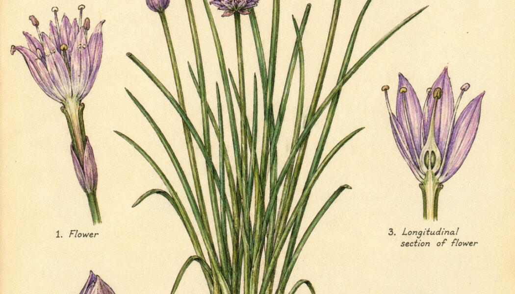Chive and Its Place in Witchcraft