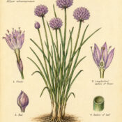 Chive and Its Place in Witchcraft