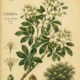 Choisya: The Mexican Orange Blossom in Paganism and Witchcraft